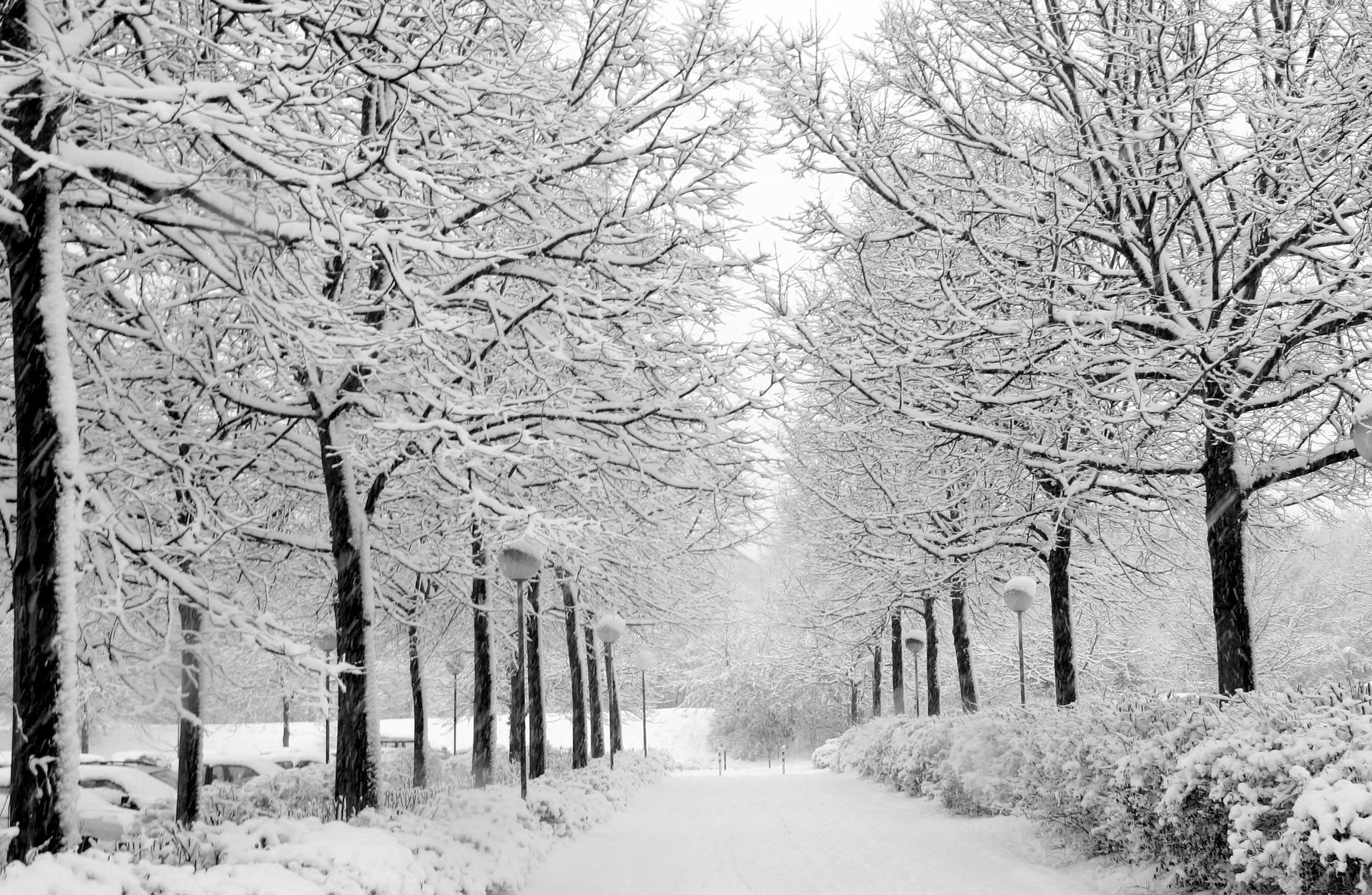 winter trees