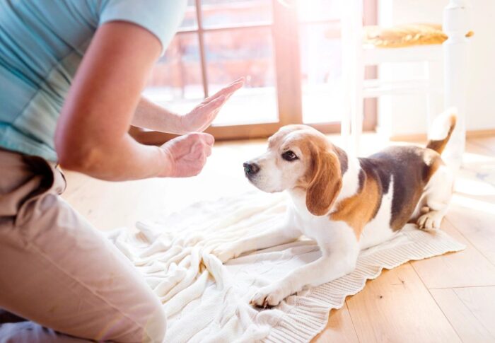 3 Steps to Handle Being Bitten by a Dog - College Cures