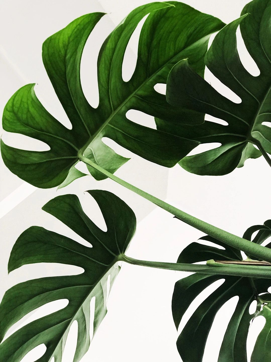 Discover The Houseplants That Can Deter Insects From Your Home